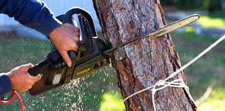 Trusted Spencerville, NM Tree Care Experts