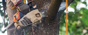 Best Tree and Shrub Care  in Spencerville, NM