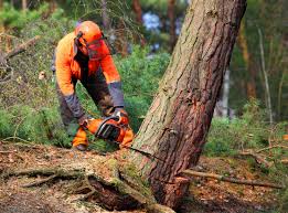 Best Tree Risk Assessment  in Spencerville, NM