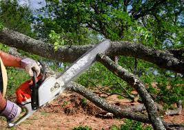 Best Hazardous Tree Removal  in Spencerville, NM