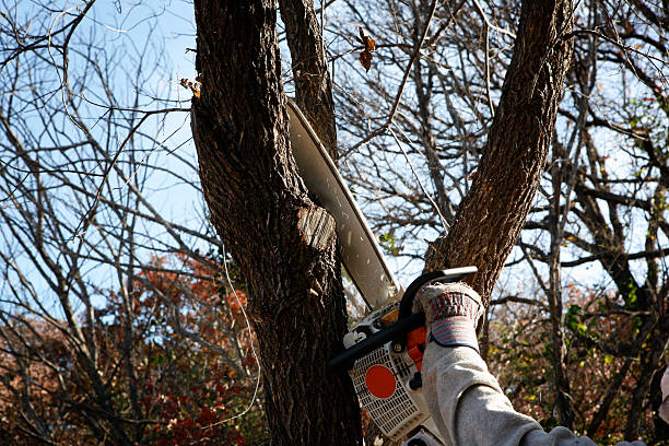 Best Tree Preservation Services  in Spencerville, NM