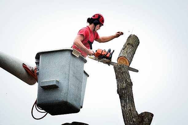 Trusted Spencerville, NM Tree Care Experts